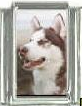 Dog charm - Siberian Husky 4